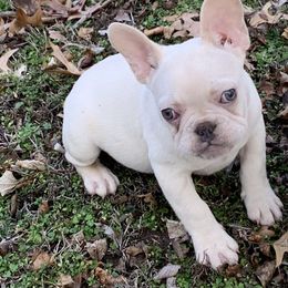 French Bulldog Puppies from Route 66 French Bulldogs