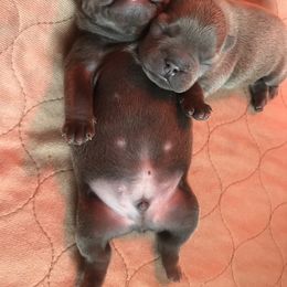 French Bulldog Puppies from Crooked C Ranch