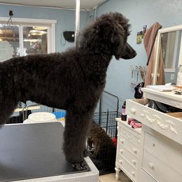 Poodle Puppies from Mount Mazama Kennels