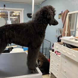 Poodle Puppies from Mount Mazama Kennels