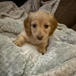 Elsa - Cream female Dachshund puppy in Booneville, Mississippi from Haley's Dachshunds