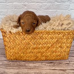 Sparkle (AKC) - Red  female Poodle puppy in Riverside, California from Red Toy Poodle World