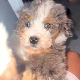 Royal - Merle male Bernedoodle puppy in Sherman, Illinois from Shirl Doodle Life