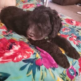 Sheepadoodle Puppies from Betsy's Black Jack Doodles
