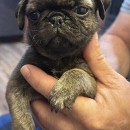 Pug Puppies from Loda's Pugs