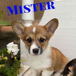 Pembroke Welsh Corgi Puppies from Davies Ranch Pembroke Welsh Corgis