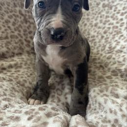 Lyra - Blue female American Pit Bull Terrier puppy in Frederick, Maryland from •Wyngate Pits•