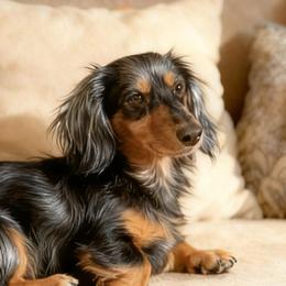 Sapphire - Dachshund