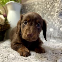Adam - Chocolate and tan male Dachshund puppy in Aiken, South Carolina from State Eight Dachshunds