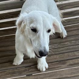 Whiskey - Dachshund