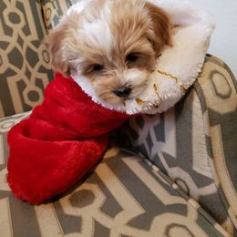 Bernedoodle and Havapoo Puppies from Precious Paws and Purrs