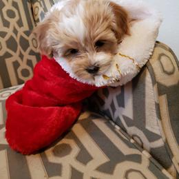 Bernedoodle and Havapoo Puppies from Precious Paws and Purrs
