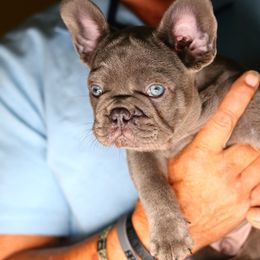 French Bulldog Puppies from Moss Frenchie's Home