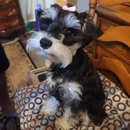 Miniature Schnauzers and Yorkshire Terriers from Utterly Precious Puppies