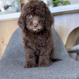 Cherry - Chocolate female Goldendoodle puppy in St George, Utah from Doodle Bears of Southern Utah