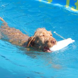 Weimaraner and Wirehaired Vizsla Puppies from Willow Ridge Kennel