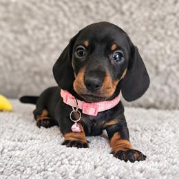 Black and tan female (smaller) - Black and tan female Dachshund puppy in Belle Rive, Illinois from Akin's Miniature Dachshunds, LLC