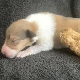 Monica - Collie puppy from Three Collie Farm