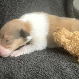 Monica - Collie puppy from Three Collie Farm