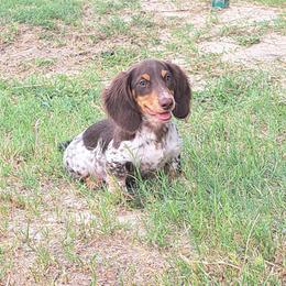 2700.. Fin - Dapple male Dachshund puppy in Winter Haven, Florida from Gateway 2 Little Paws