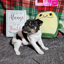 Leia - White black and tan female Rat Terrier puppy in Lynn, Alabama from Cryptic Rat Terriers