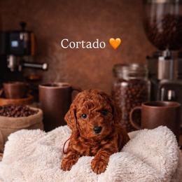 Cortado - Red  male Poodle puppy in Modesto, California from Oso’s Red Toy, Mini, & Standard Poodles