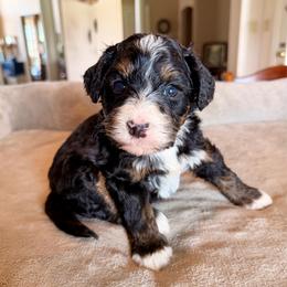 Petal - Tri-color female Bernedoodle puppy in Royse City, Texas from Platinum Bernedoodles of Texas