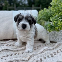 Giant Schnauzer and Miniature Schnauzer Puppies from Hillside Kennels