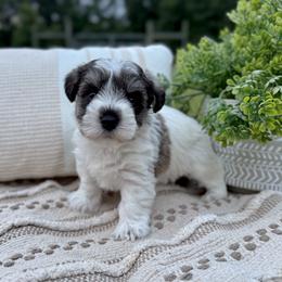 Giant Schnauzer and Miniature Schnauzer Puppies from Hillside Kennels