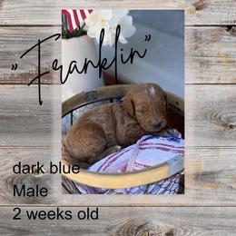 Franklin - Red  male Goldendoodle puppy in Zeeland, Michigan from Dandelion Lane Doodles