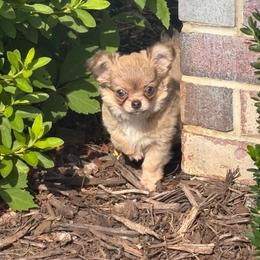 Petey - Black sabled fawn male Chihuahua puppy in Gloucester, Virginia from Charlotte's Web of Chihuahuas