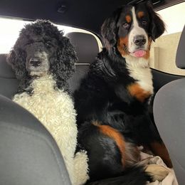 Aussiedoodles and Bernedoodles from West by God Doods