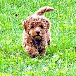 Australian Labradoodle Puppies from Beck ‘N Ridge Australian Labradoodles