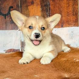 Mary Ingalls Kendall - Red merle and white female American Corgi puppy in Paden, Oklahoma from Sunray Ranch