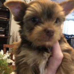 Yorkshire Terrier Puppies from Happy Days Acres and Yorkies