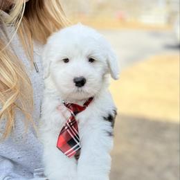 Totto - Black and white male Old English Sheepdog puppy in Chattanooga, Tennessee from River City Doodles TN