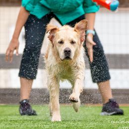 Magnolia - Golden Retriever