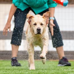 Magnolia - Golden Retriever