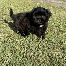 Kami boy 2 - Black male Shihpoo puppy in Bay City, Texas from Billy's Puppies