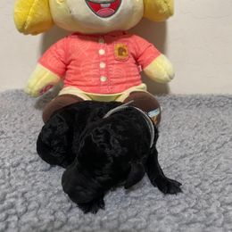 Poodle Puppies from Desert Diamond Poodles