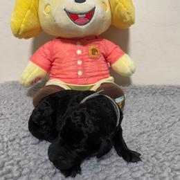 Poodle Puppies from Desert Diamond Poodles