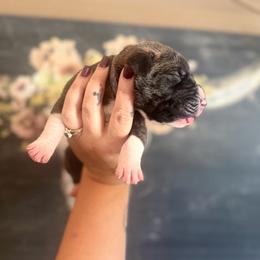 Lingini - Brindle male Great Dane puppy in Lehigh Acres, Florida from Florida Wrinkles