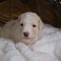 Comet - Apricot male Aussiedoodle puppy in Pomona, California from Socal Aussiedoodles