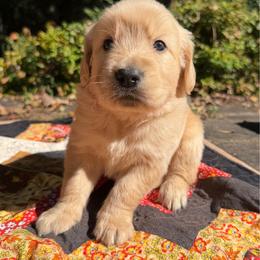 Holden - Golden male Golden Retriever puppy in Commerce, Georgia from Chirping Meadows Goldens