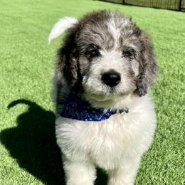 Aussiedoodle and Bernedoodle Puppies from Platinum Bernedoodles of Texas