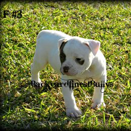 American Bulldog and French Bulldog Puppies from BackyardfinestBullys