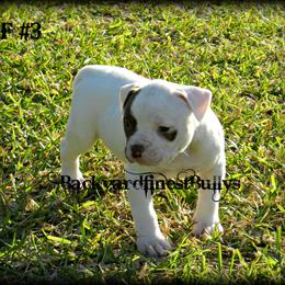 American Bulldog and French Bulldog Puppies from BackyardfinestBullys