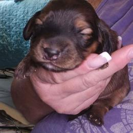 Shaded red possible brindle - Cream male Dachshund puppy in Port Charlotte, Florida from Vicki's Dachshund Crossing