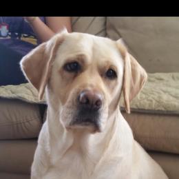 Molly - Labrador Retriever