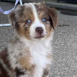 Boy 4 - Red merle Australian Shepherd puppy in Blum, Texas from 4P Poteet Farms